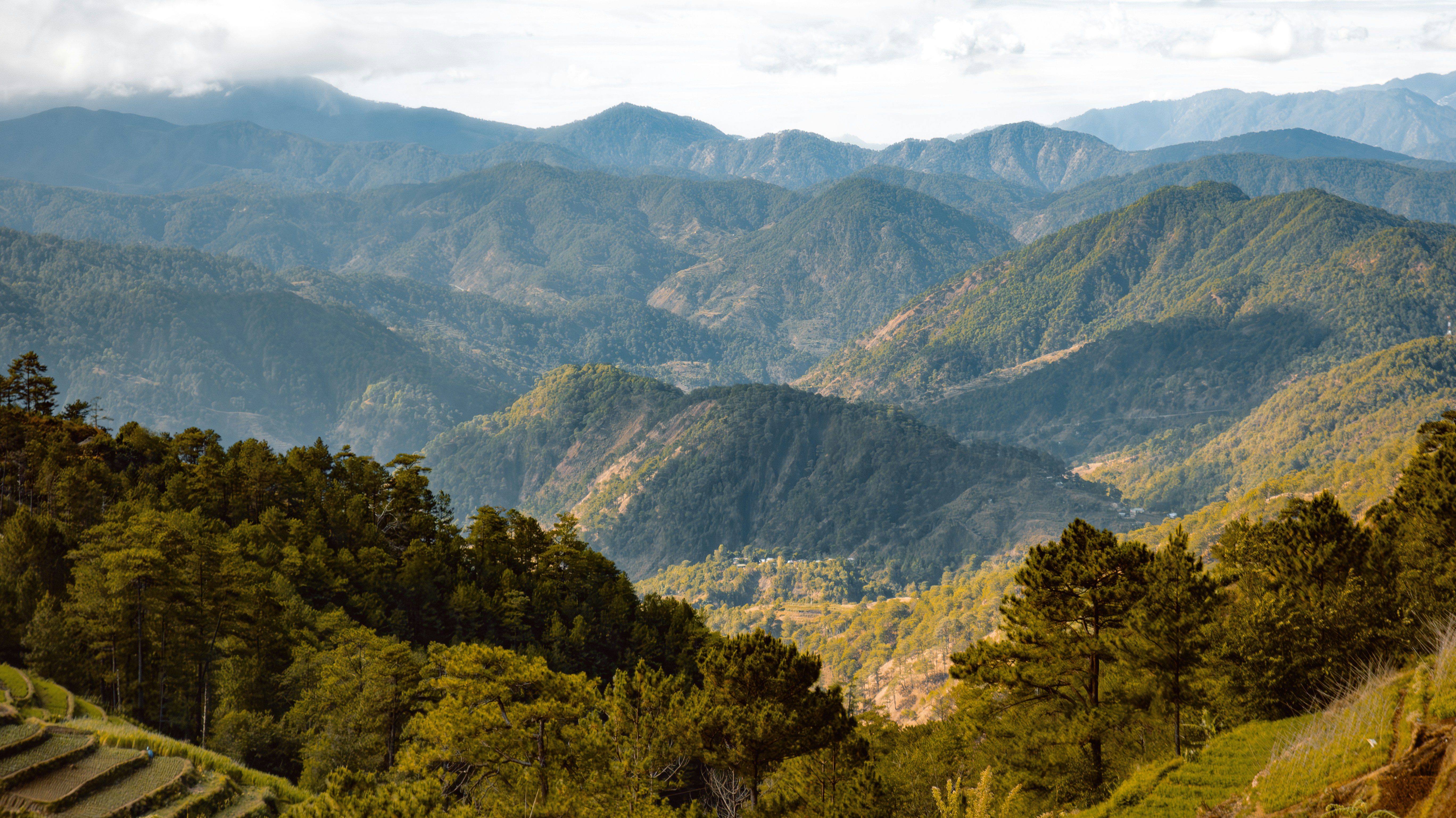 Benguet Arabica Coffee